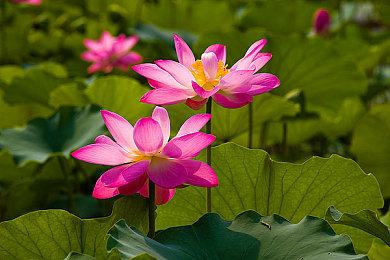 葫芦里面不卖药千万影片你需要huluwa｜揭秘huluwa：千万影视资源，带你领略独特观影魅力-3