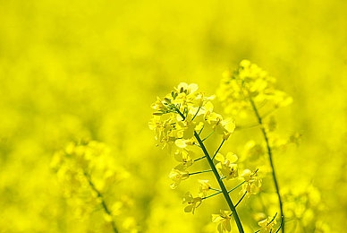 校花在处罚室光屁股抽打花蒂｜校园“校花”违纪风波：尊严与纪律的较量-2