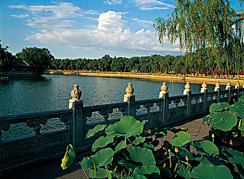 黄软安装一｜城市绿意盎然，黄杨共筑家园